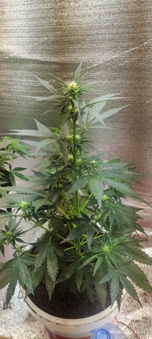 IMG_20230604_213150.jpg IMG_20230604_213150.jpg