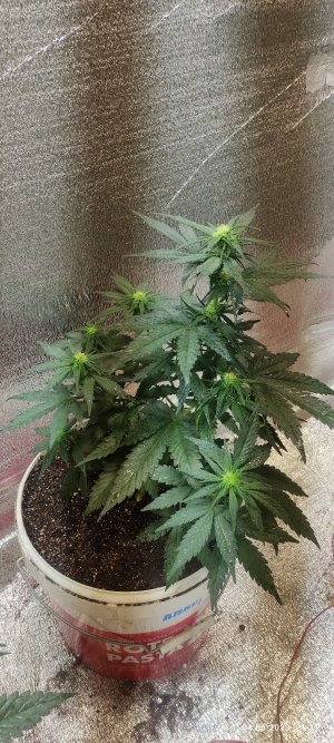 IMG_20230604_213156.jpg IMG_20230604_213156.jpg