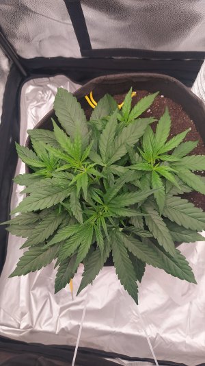 IMG_20230605_205149.jpg IMG_20230605_205149.jpg