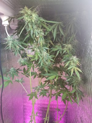 IMG_20230610_174354.jpg IMG_20230610_174354.jpg