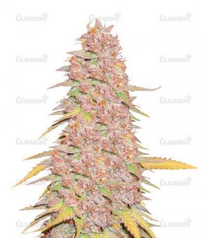 sort-Gelato-242.jpg sort-Gelato-242.jpg