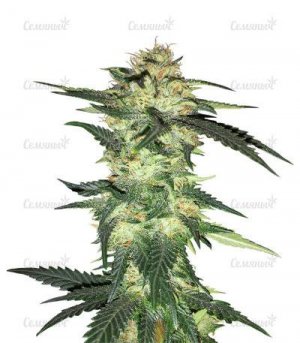 Blue-Gelato-41.jpg Blue-Gelato-41.jpg