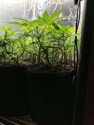 1686678947880.jpg 1686678947880.jpg