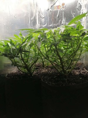 1686774081443.jpg 1686774081443.jpg