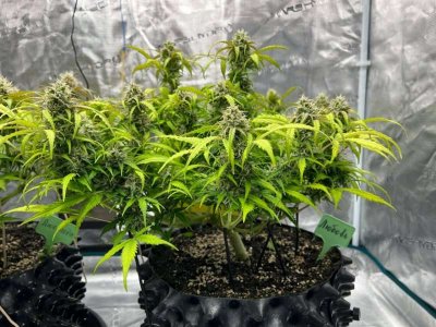 10C510A4-4FD1-498B-9A40-AF1EEF6CB5BE.jpeg 10C510A4-4FD1-498B-9A40-AF1EEF6CB5BE.jpeg