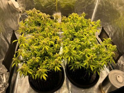 F7CA3DA5-289B-412B-AD8D-C0A44414BA85.jpeg F7CA3DA5-289B-412B-AD8D-C0A44414BA85.jpeg