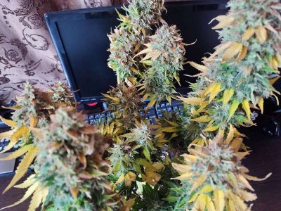 IMG_20230618_114637.jpg IMG_20230618_114637.jpg