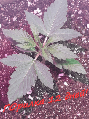 Без имени.png