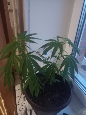 16870982690972088584649974115916.jpg 16870982690972088584649974115916.jpg