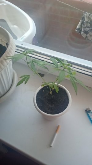 IMG_20230607_104041_543.jpg IMG_20230607_104041_543.jpg