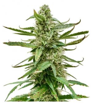 runtz auto.jpg runtz auto.jpg