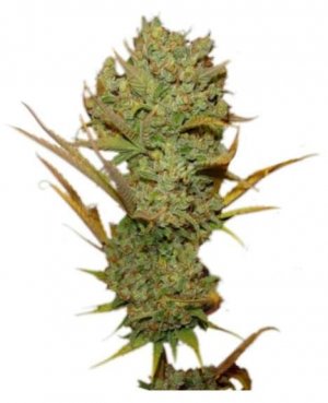 super silver haze.jpg super silver haze.jpg