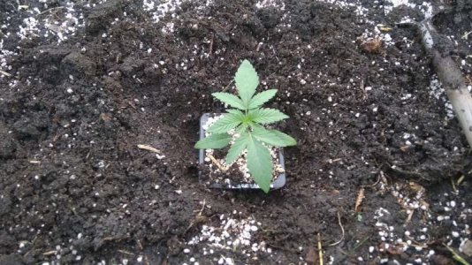 IMG_20230620_201928.jpg IMG_20230620_201928.jpg