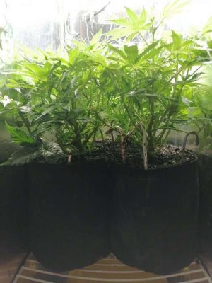 1687338675147.jpg 1687338675147.jpg