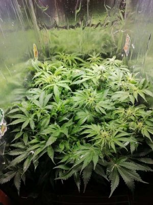 1687338697313.jpg 1687338697313.jpg