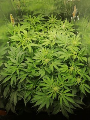 1687419863662.jpg 1687419863662.jpg