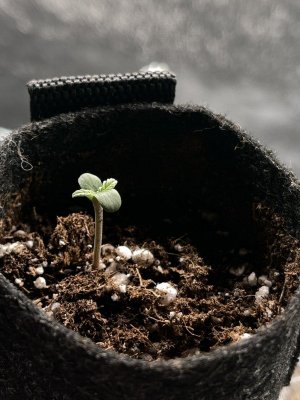 IMG_7696.jpeg IMG_7696.jpeg