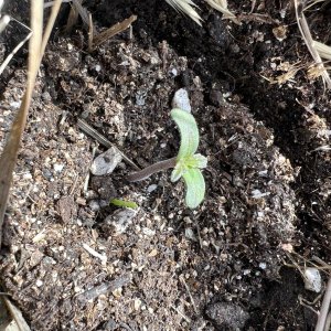 2B578E24-8547-4A1E-96C8-A2F4B3B9369C.jpeg 2B578E24-8547-4A1E-96C8-A2F4B3B9369C.jpeg