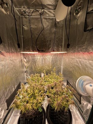 DDCD97B9-48AD-4A55-90C9-9D84BB6EE5DD.jpeg DDCD97B9-48AD-4A55-90C9-9D84BB6EE5DD.jpeg