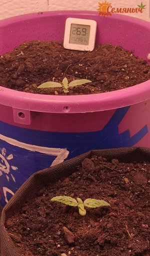 Picsart_23-06-28_09-05-39-475.jpg Picsart_23-06-28_09-05-39-475.jpg