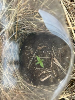 E4282AEF-954E-4D1A-B2B4-617186FA661A.jpeg E4282AEF-954E-4D1A-B2B4-617186FA661A.jpeg