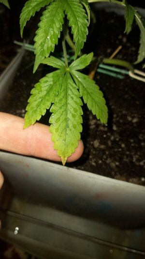 16881539898039160627653447704707.jpg 16881539898039160627653447704707.jpg