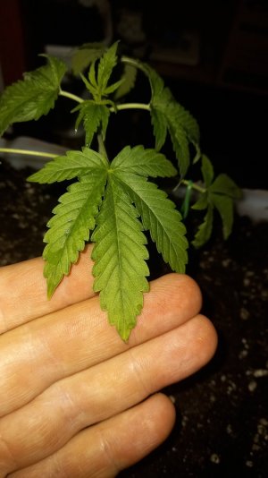 16881542090131638598217332932456.jpg 16881542090131638598217332932456.jpg