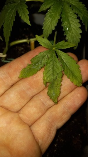 16881542636986524321597965097676.jpg 16881542636986524321597965097676.jpg