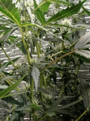 16882044607303896239086083813870.jpg 16882044607303896239086083813870.jpg