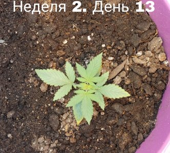 Picsart_23-07-06_18-44-53-927.jpg Picsart_23-07-06_18-44-53-927.jpg