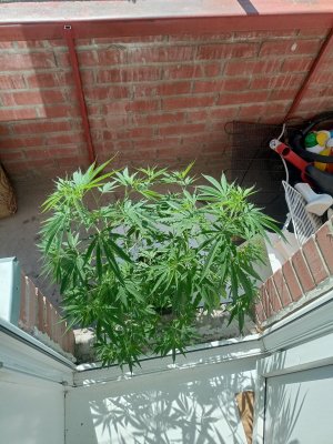 16887207272471479728827358686244.jpg 16887207272471479728827358686244.jpg