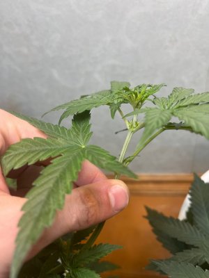 image-07-07-23-07-07-1.jpeg image-07-07-23-07-07-1.jpeg