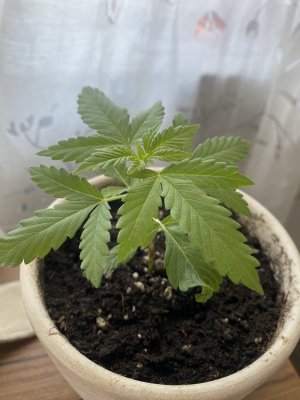 IMG_0007.jpeg IMG_0007.jpeg