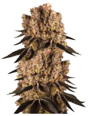 purplepunch.jpg purplepunch.jpg