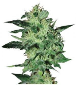 supercritical.jpg supercritical.jpg