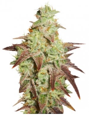 auto night queen.jpg auto night queen.jpg