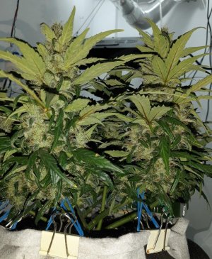 20230711_200125.jpg 20230711_200125.jpg