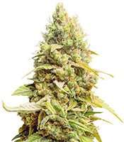 1638795625789.png 1638795625789.png