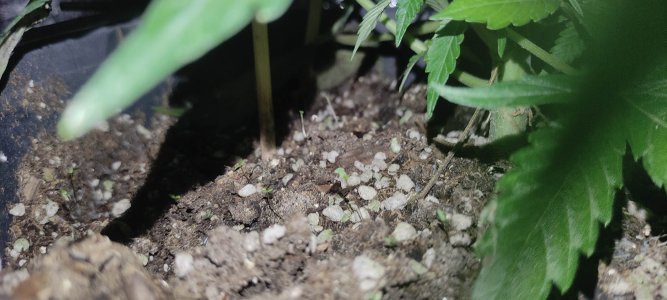 1639573423877.jpg 1639573423877.jpg