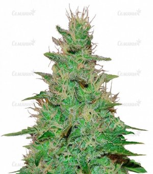 sort_EL_ALQUIMISTA_AUTO_samsara_Seeds__UqiV49dWZD4XXvqe.jpg sort_EL_ALQUIMISTA_AUTO_samsara_Seeds__UqiV49dWZD4XXvqe.jpg