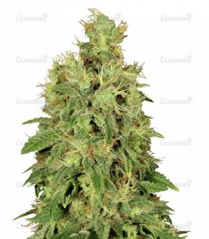 sort_CBD_Chronic_Serious_Seeds__GK7tvemkNxMBduXL.jpg sort_CBD_Chronic_Serious_Seeds__GK7tvemkNxMBduXL.jpg