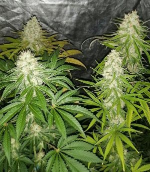 3__gWGXuZkjAlvjeF3P.jpg 3__gWGXuZkjAlvjeF3P.jpg