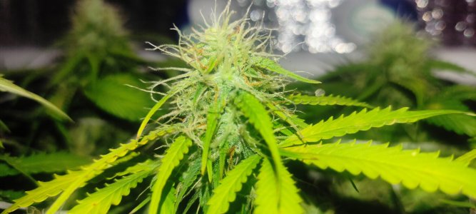 1640803896856.jpg 1640803896856.jpg