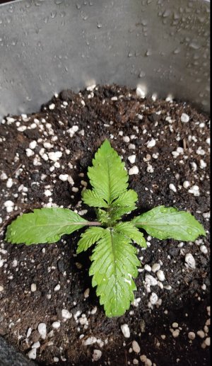 Screenshot_1.jpg Screenshot_1.jpg