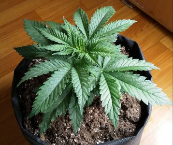 IMG_20220107_172703_732.jpg IMG_20220107_172703_732.jpg