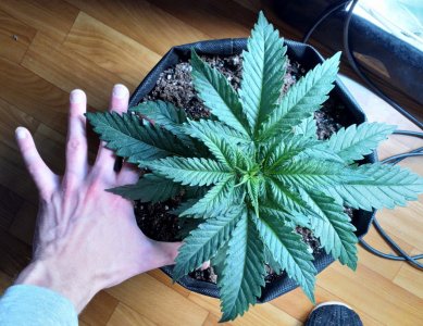 IMG_20220107_172518_011.jpg IMG_20220107_172518_011.jpg