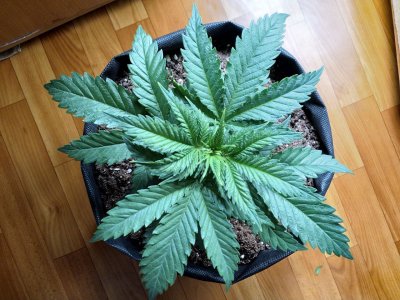 IMG_20220107_172344_333.jpg IMG_20220107_172344_333.jpg