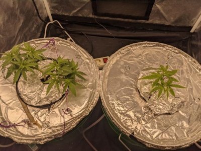 Растишки1.jpg Растишки1.jpg