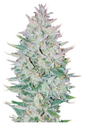 original auto og kush.jpg