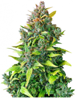 1689176451502.png 1689176451502.png